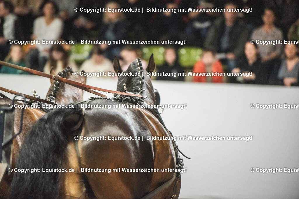 20240302_Hengstvorstellung_Marbach_TOMsPiC_0745 | equistock
