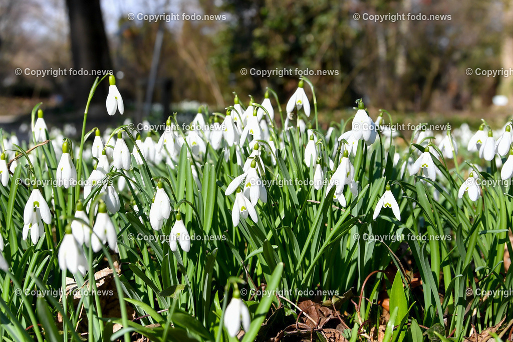 Botanischer Garten_ Friedrich Schwarz_ 08.03.2022-4 | 08.03.2022, Linz, AUT, Botanischer Garten Linz, im Bild Schneeglöckchen, Schneegloeckchen