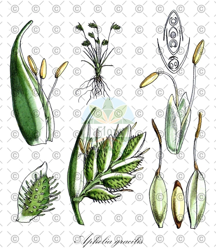 HistAbb_wfo-0000540357_1_ENZY_Simple | Historische Abbildung von Aphelia gracilis - Restionaceae | Historical Illustration of Aphelia gracilis - Restionaceae