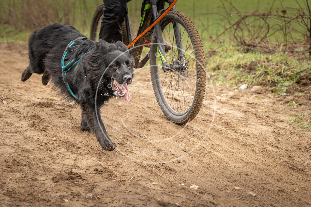 DV3A0969 | Hundefotografie, Tierfotograf, Pfotenfotografie, Fotoshooting Hund, Hunde Portrait, Hundesport, Hundeportraits, Heideshooting, Hunde, Sportfotograf, Hundefotograf, Turnierhundsport, THS,  - Realisiert mit Pictrs.com