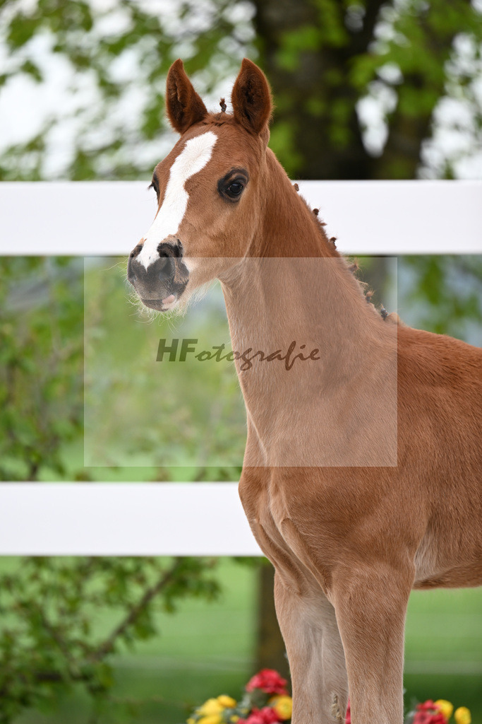 Kat-Nr. 50 HF Erste Sahne x Grey Flanell_Geng_23260068 | hf-fotografie - Realisiert mit Pictrs.com