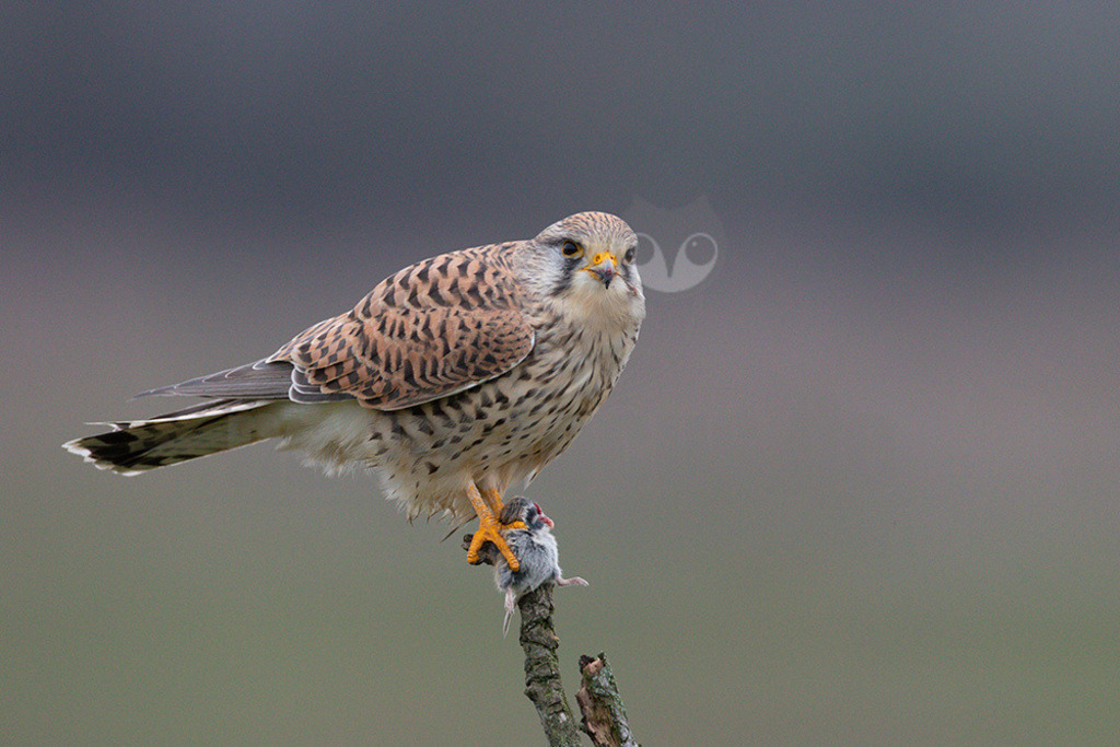 20200111-663A6908 | Der Turmfalke ist der am häufigsten vorkommende Falke Mitteleuropas. Der Öffentlichkeit ist er relativ vertraut, da er sich auch Städte und Stadträume als Lebensraum erobert hat und öfter beim „Rüttelflug“ zu beobachten ist.  - Realisiert mit Pictrs.com