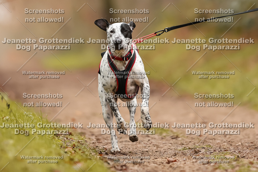 Dog Paparazzi - Speedhunter Mannheim  2025-350 | Dog Paparazzi Jeanette Grottendiek Fotografie & Videografie