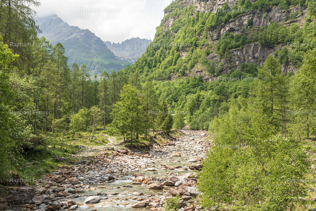 Wildromantisches Val Verzasca | Ein Blick auf den klaren Gebirgsbach, der sich durch die felsige Landschaft des Val Verzasca schlängelt. Umgeben von sattgrüner Vegetation und steilen Berghängen offenbart dieses Tessiner Tal seine wilde, unberührte Schönheit.