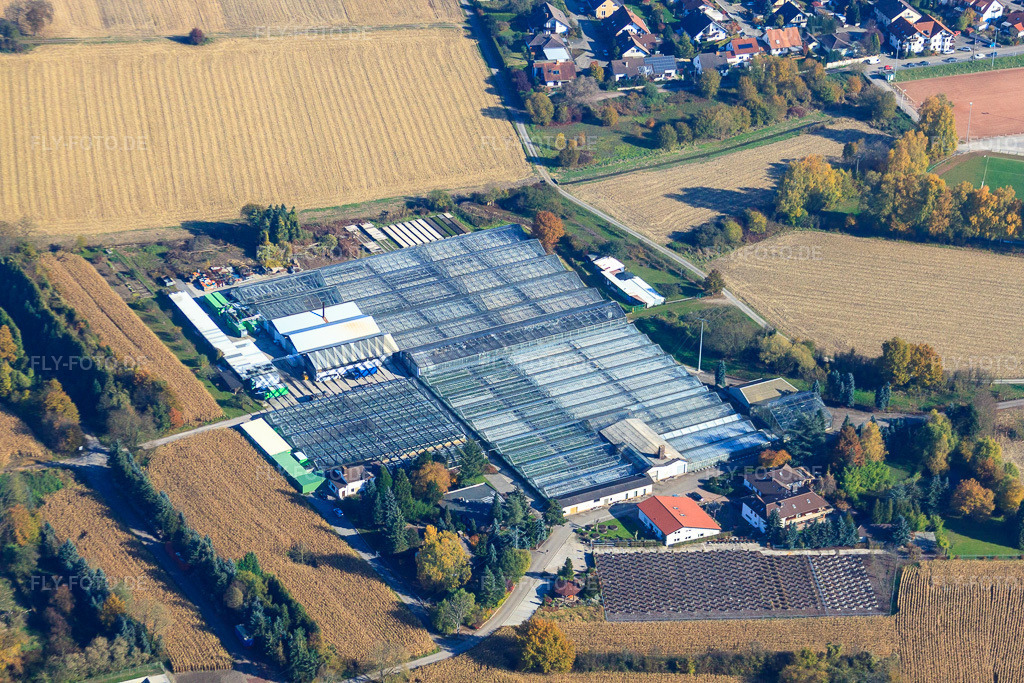 Luftbild: Geranien Endisch GmbH in Hagenbach im Bundesland Rheinland-Pfalz in Deutschland. Foto: IMG_35364.jpg vom 31.10.2010 durch Werner Riehm/FLY-FOTO.de