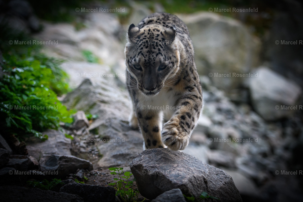 _DSC0313 (1) | foto-rosenfeld