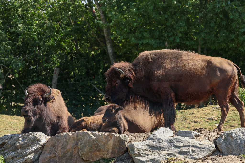 Bisons at Tierpark Herberstein // Bisons im Tierpark Herberstein | Bisons at Tierpark Herberstein in Styria, Austria. The scene shows the powerful animals in their enclosure and highlights their impressive appearance, calm presence and natural behavior in the zoo environment. // Bisons im Tierpark Herberstein in der Steiermark, Österreich. Die Szene zeigt die kraftvollen Tiere in ihrem Gehege und hebt ihr eindrucksvolles Erscheinungsbild, ihre ruhige Präsenz und ihr natürliches Verhalten im Tierpark hervor. - Realisiert mit Pictrs.com