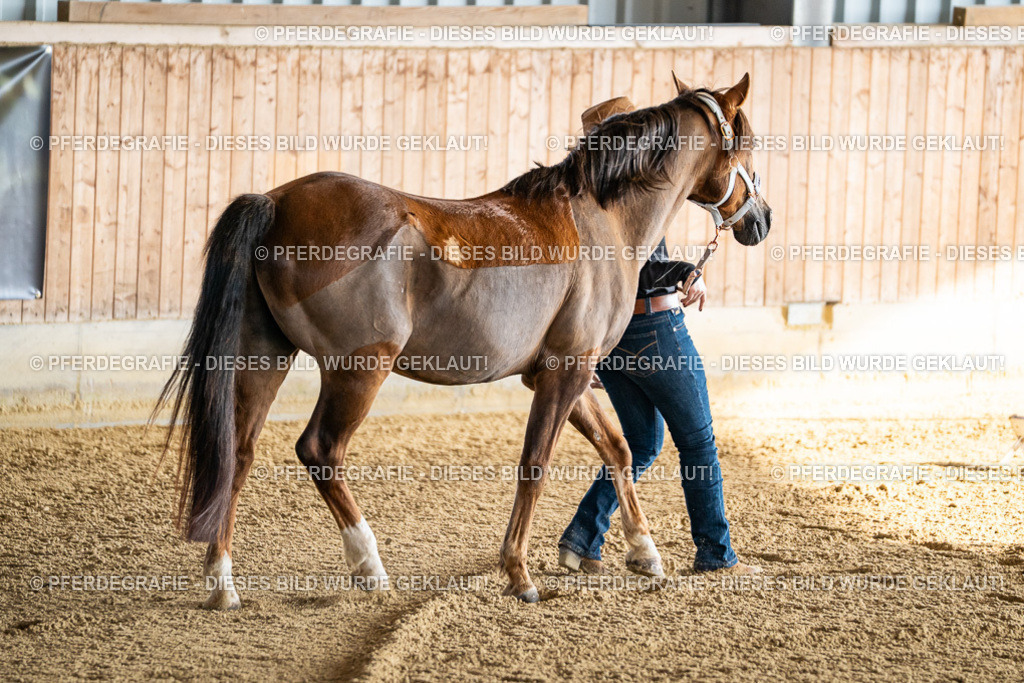 DSC07494 | Pferdegrafie