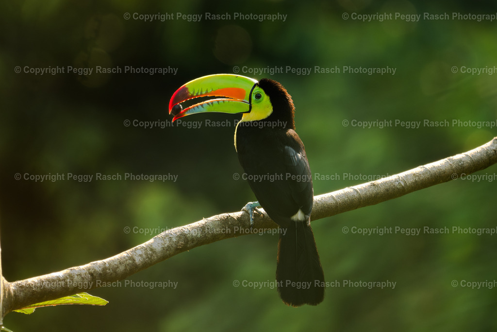 Tucan (6) | PeggyRaschPhotography - Realisiert mit Pictrs.com