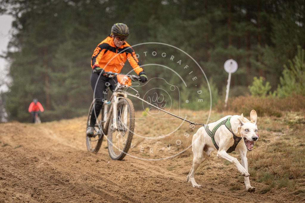Pfotenfotografie_DV3A3685 | Hundefotografie, Tierfotograf, Pfotenfotografie, Fotoshooting Hund, Hunde Portrait, Hundesport, Hundeportraits, Heideshooting, Hunde, Sportfotograf, Hundefotograf, Turnierhundsport, THS,  - Realisiert mit Pictrs.com