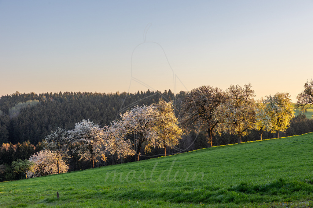 Blütenzauber Mostviertel | Birnbaum- und Zwetschkenblüte, sie blühen oft gleichzeitig - Realisiert mit Pictrs.com