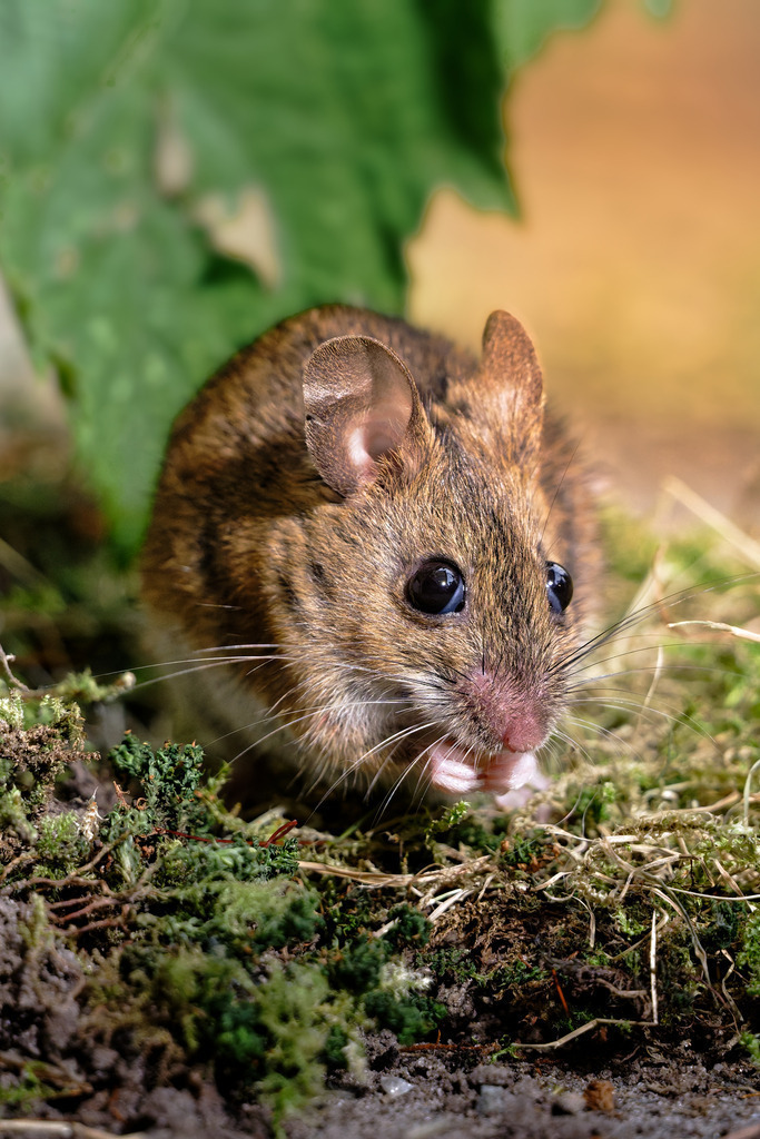Niedliche Maus in natürlicher Umgebung – Nahaufnahme im Wald | Das Foto zeigt eine Waldmaus in einer natürlichen Umgebung, umgeben von Moos, Erde und Blättern. Die feinen Details des Fells, der schwarzen Augen und der kleinen Pfoten sind klar erkennbar. Diese Aufnahme eignet sich ideal für Naturblogs, Tierfotografie-Websites oder ökologische Projekte, die sich mit Wildtieren, Nagetieren oder Waldökosystemen beschäftigen.