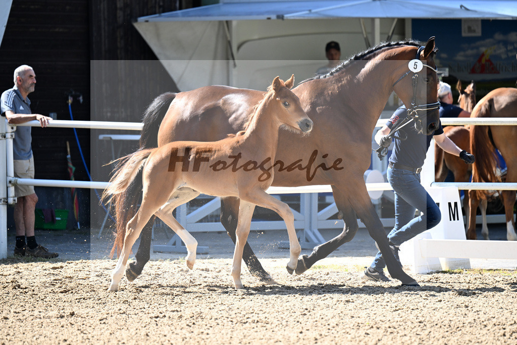 Kat-Nr. 5 For Romance I x Totilas_SF_Lierz_20250288 | hf-fotografie - Realisiert mit Pictrs.com