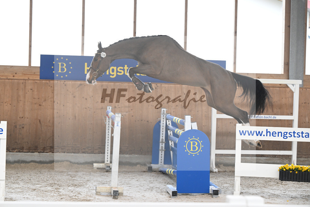 Kat-Nr. 9 Donna de la Zirocca Z v. Dollar du Rouet_Schwendinger_14260558 | hf-fotografie - Realisiert mit Pictrs.com
