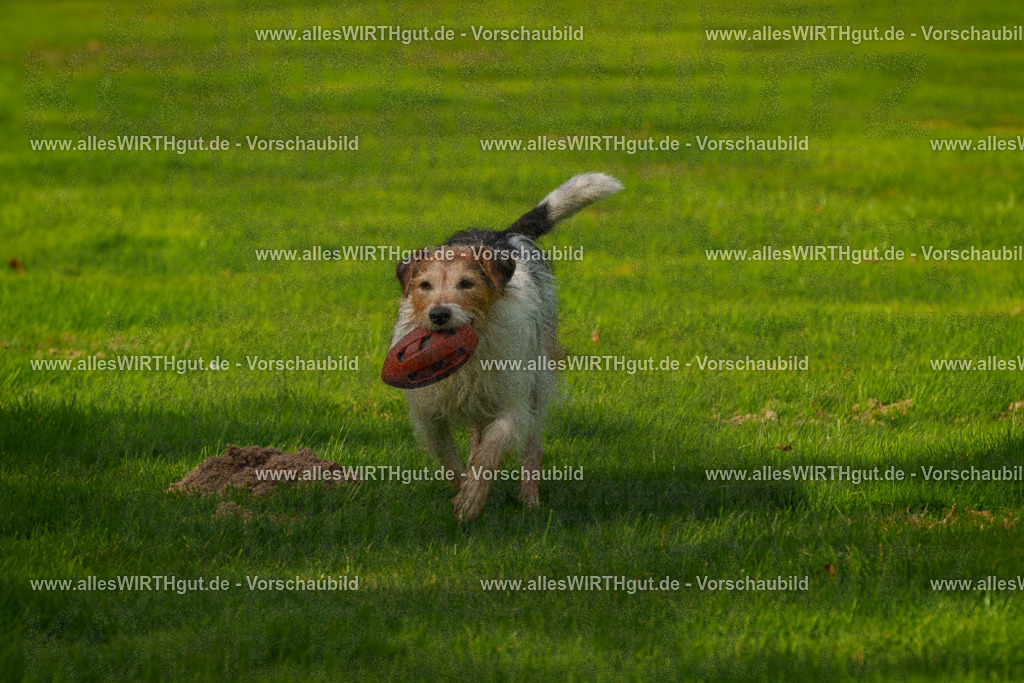 Hundeschwimmen_Grefrath_2026-allesWIRTHgut_Tierfotografie-11_23-FAY08331 | Professionelle Tierfotografie in Mönchengladbach von Daniel Wirth (allesWIRTHgut). Liebevolle & natürliche Bilder von Hunden & Katzen für unvergessliche Erinnerungen.