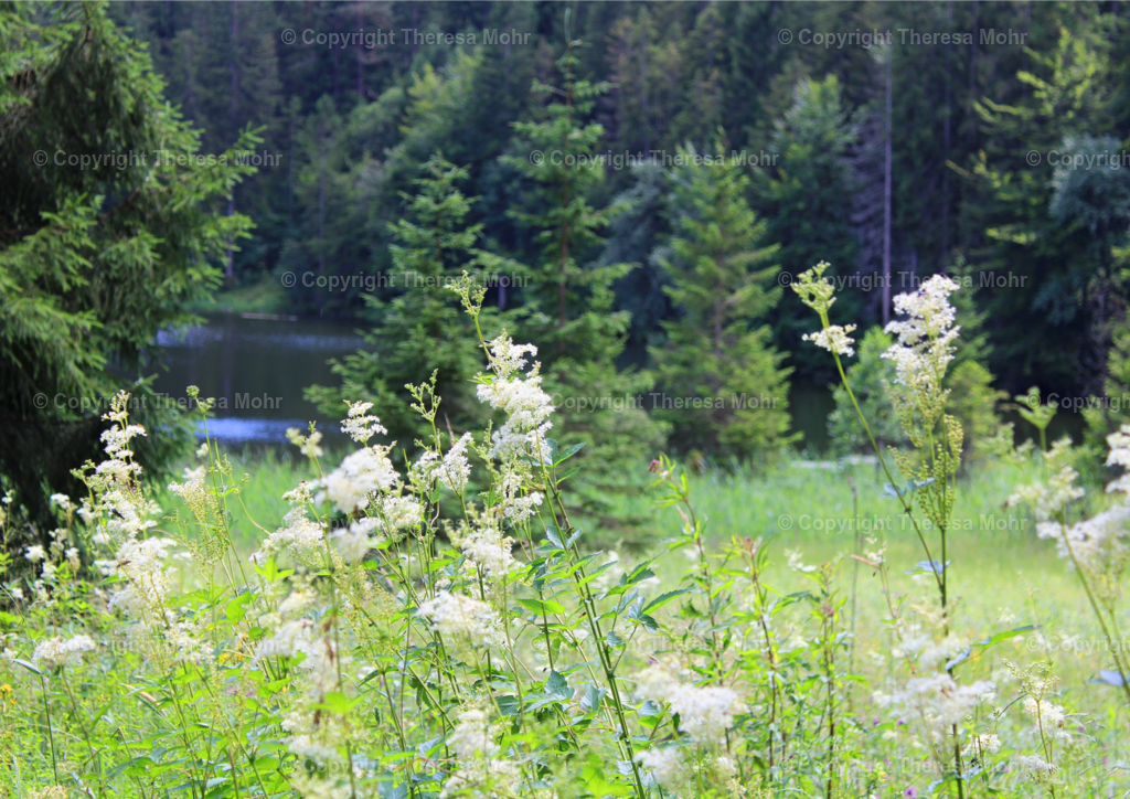 Design ohne Titel - 4 | Naturpuls - Realisiert mit Pictrs.com