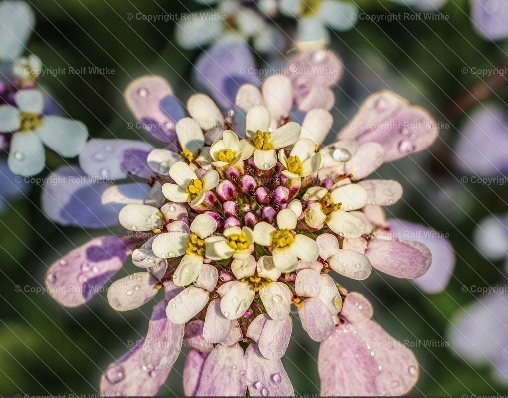 _Blüte Tropfen 2.4 1 | Rolf Wittke  - Realisiert mit Pictrs.com