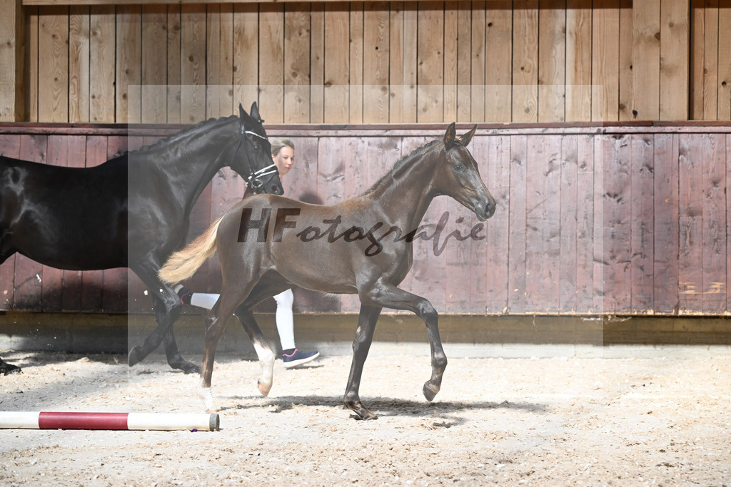 Kat-Nr. 5 SF Bon Esprit x Millennium_Gebler_32240080 | hf-fotografie - Realizzato con Pictrs.com