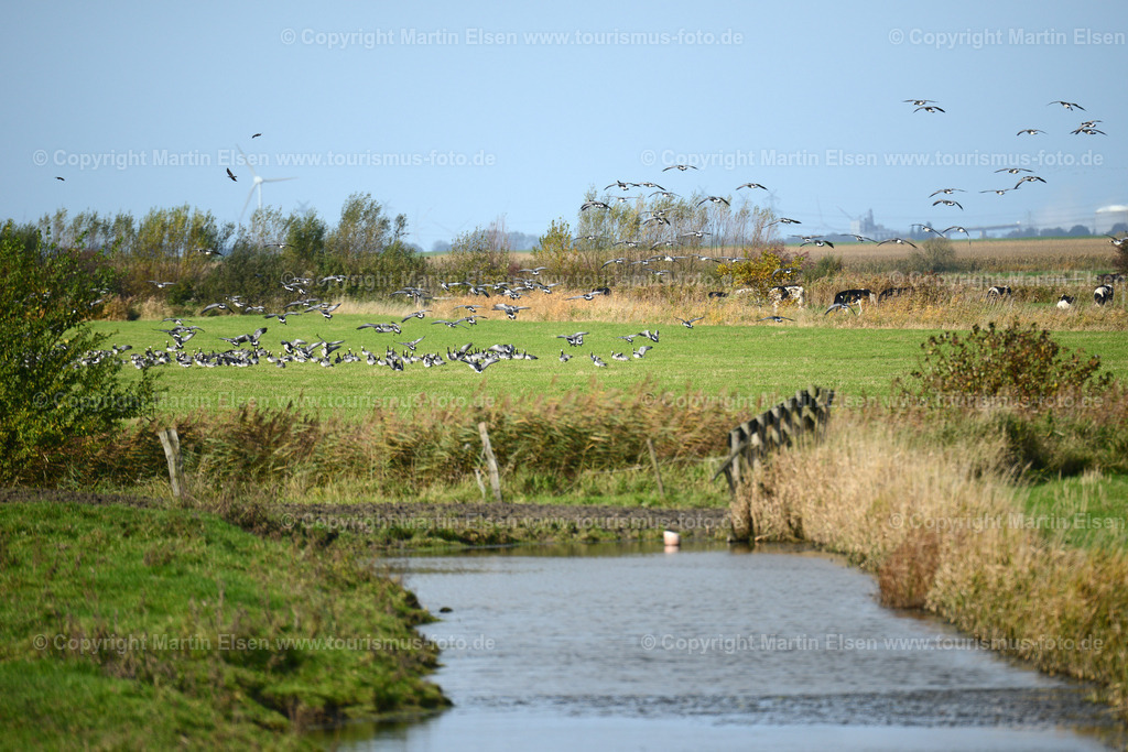Freiburg Wildgänsetage_ELS_4611 | Freiburg an der Elbe - Aufnahmedatum: 25.10.2015, Aufnahmehöhe:  m, Koordinaten:  - , Bildgröße: 7360 x  4912 Pixel - Copyright 2015 by Martin Elsen, Kontakt: Tel.: +49 157 74581206, E-Mail: info@schoenes-foto.deSchlagwörter:Vogelkieker,Bus,Kinder,Vogel,Vögel,Gänse,Nonnengänse,Wildgänse,Zugvögel,Außendeich,KVG,Natur,Wildganstage, Foto - Realisiert mit Pictrs.com