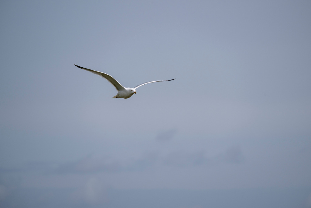 260606_Texel_9626_mr | Entdecke exklusive Fotografie im muebri Shop: Stimmungsvolle Motive  Naturaufnahmen und mehr. Jetzt hochwertige Wandbilder und Fotoabzüge online kaufen! - Realisiert mit Pictrs.com