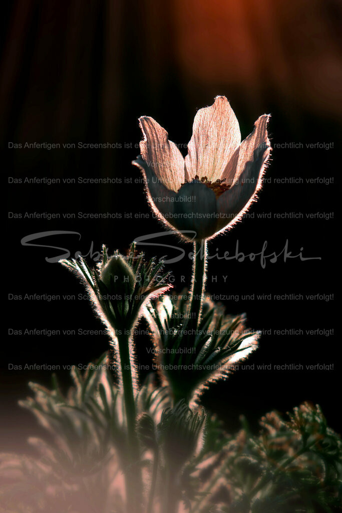 Wandbild Pulsatilla - Kuhschelle | People- und Tierfotografie, Imageaufnahmen, Veranstaltungsfotografie und Wandbilder aus der Natur ★ Made in Germany ✔️ Druck + Downloads ✔️ Naturfotografie in Top Qualität ★ schneller Versand, weltweite Lieferung! - Realisiert mit Pictrs.com