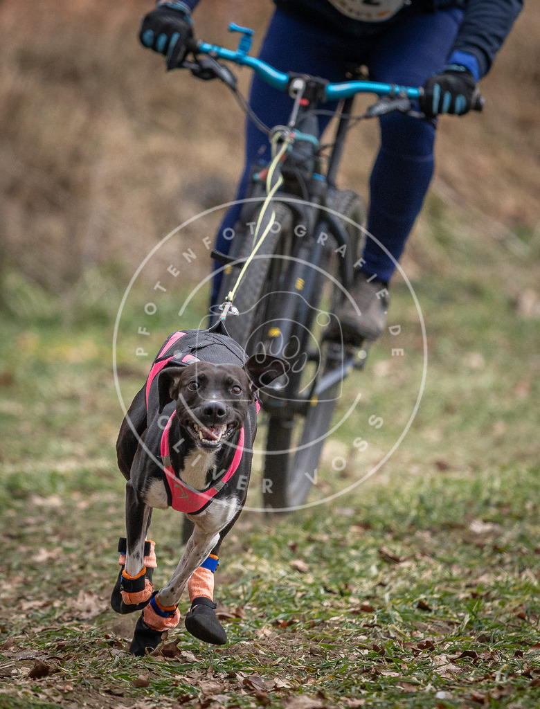 Pfotenfotografie_DV3A6342 | Hundefotografie, Tierfotograf, Pfotenfotografie, Fotoshooting Hund, Hunde Portrait, Hundesport, Hundeportraits, Heideshooting, Hunde, Sportfotograf, Hundefotograf, Turnierhundsport, THS,  - Realisiert mit Pictrs.com