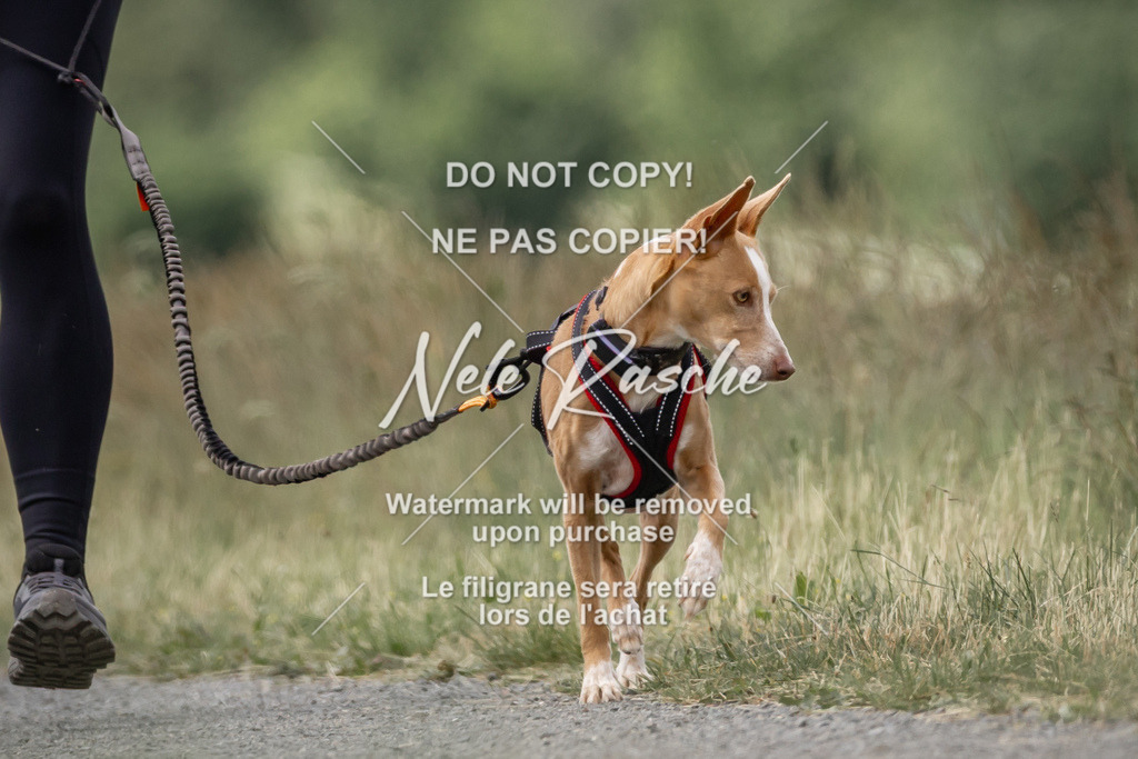 nelerasche_BuHu2026_SaCC1100-1200_173 | nelerasche