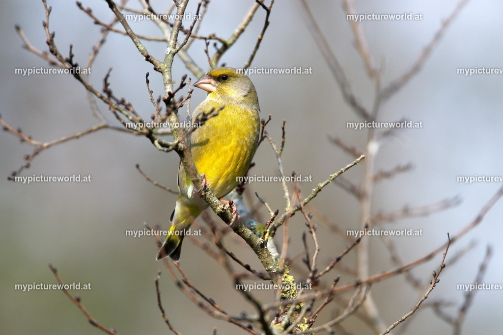 Grünling-025 | Das Bilderarchiv über Tiere, Planzen und Landschaften. In der Bilddatenbank finden Sie ein große Auswahl an hochwertigen Bilder für Ihre Werbung - Realized with Pictrs.com