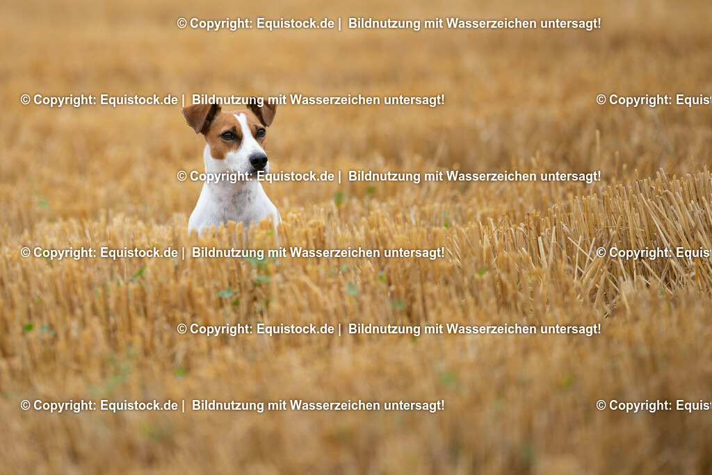 20210728_Jack-Russel_0014 | Foto: Thomas Hartig