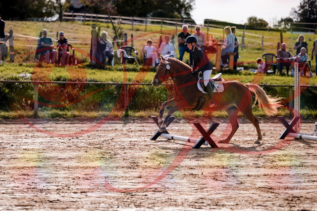 2026_10_03_Siefer-Hof_144705_Z81_23734450 | Professionelle Reitsport-, Turnier- und Eventfotografie von Robert Broda. Galerien mit ausgewählten und bearbeiteten Bildern direkt online ansehen und bestellen.