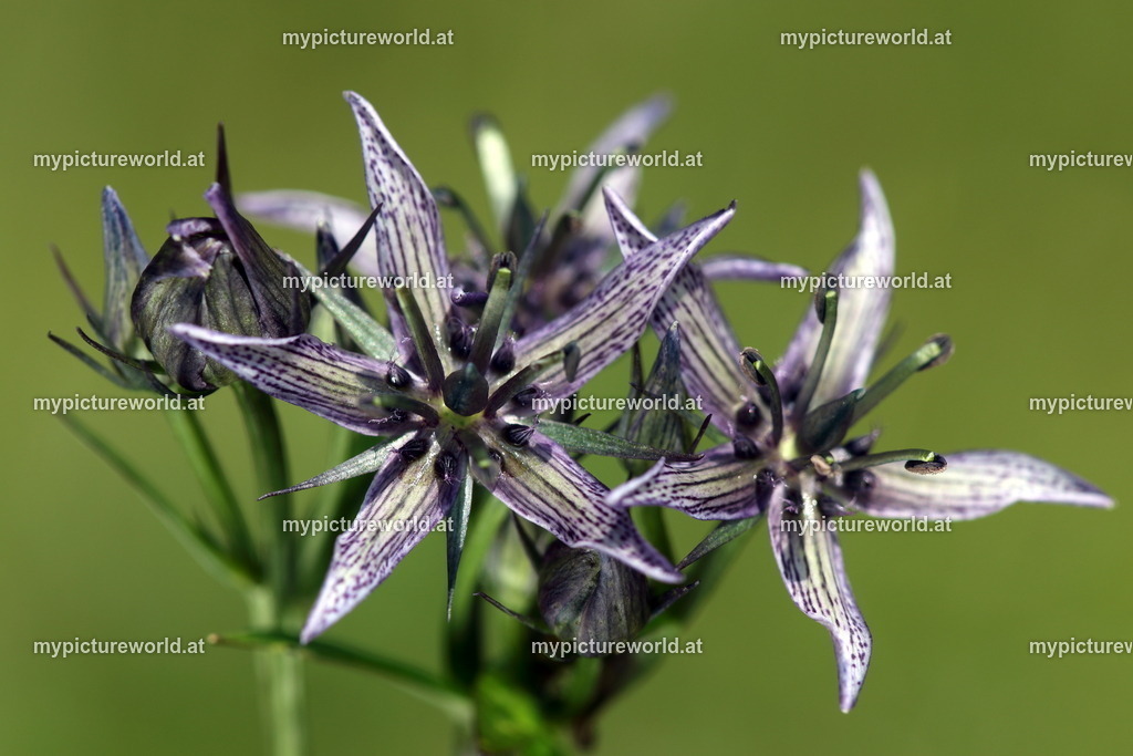 Sumpfenzian-008 | Das Bilderarchiv über Tiere, Planzen und Landschaften. In der Bilddatenbank finden Sie ein große Auswahl an hochwertigen Bilder für Ihre Werbung - Realized with Pictrs.com