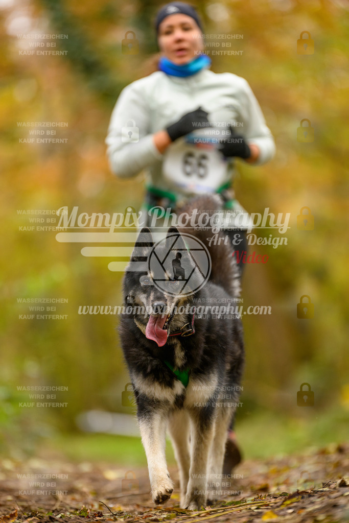 MompixPhotography_Bischwiller24_SA_Canicross-101 | PayLife