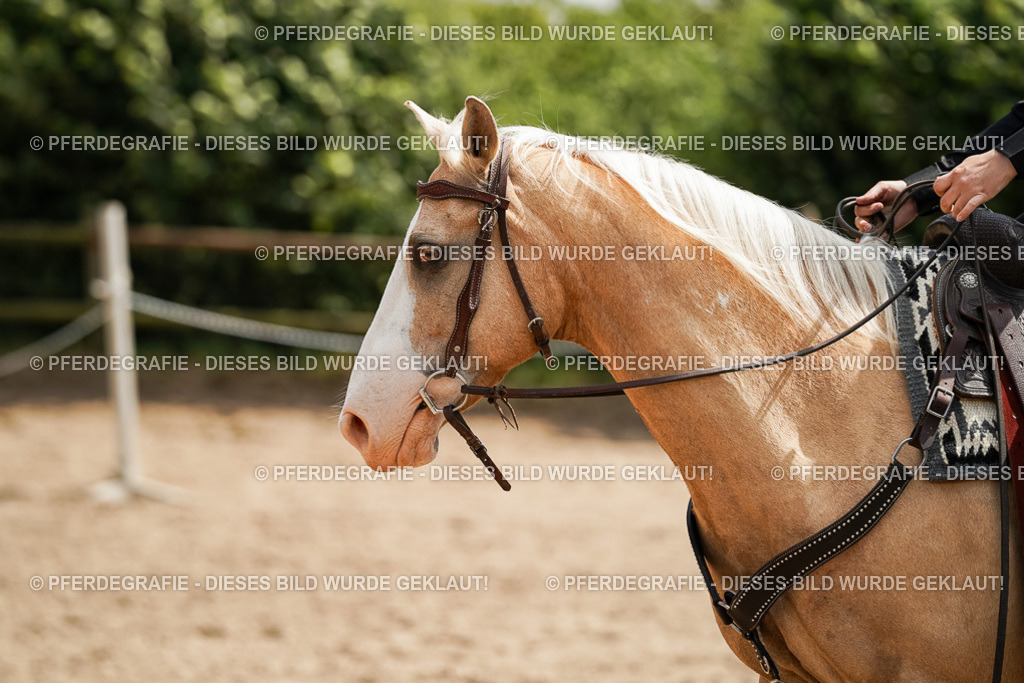 DSC09802 | Pferdegrafie