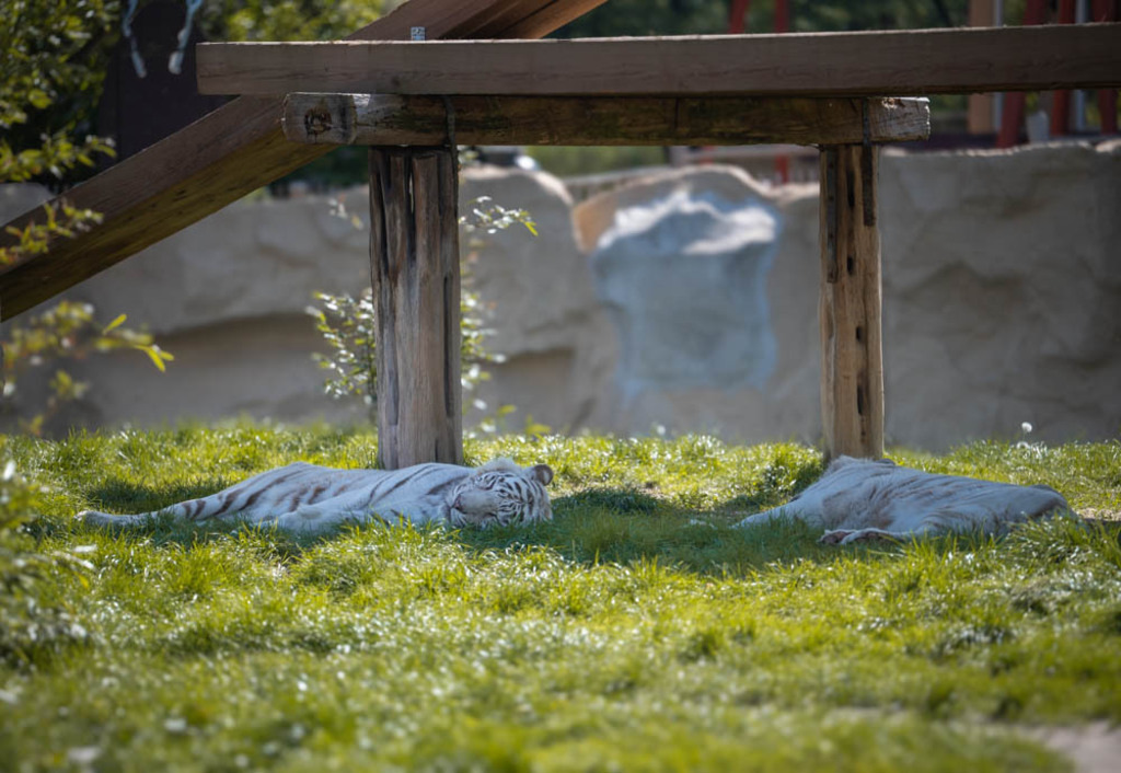 Safariland Stukenbrock, Deutschland | Die schönsten Bilder für Ihre Räume online bestellen! In unseren Bildergalerien findet Sie alles was es für Ihre Räume braucht. Lassen Sie sich überraschen ☺️ - Realisiert mit Pictrs.com