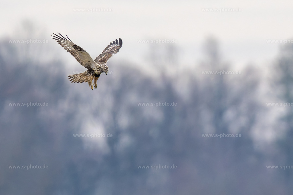 Raufußbussard | ...bei uns nur im Winter. Er kommt aus dem hohen Norden Europas. Jetzt ist es ihm zu kalt, deswegen gastiert er bei uns...  - Realisiert mit Pictrs.com