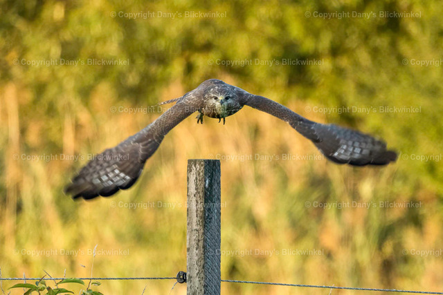 2022174 | Tierfotografie, Tierkalender, Tierbilder, Insekten, Spinnen, Vögel, Schmetterling, Libellen, Leinwand, Colorkey, Qualität, Geschenkartikel, Geschenk - Realisiert mit Pictrs.com