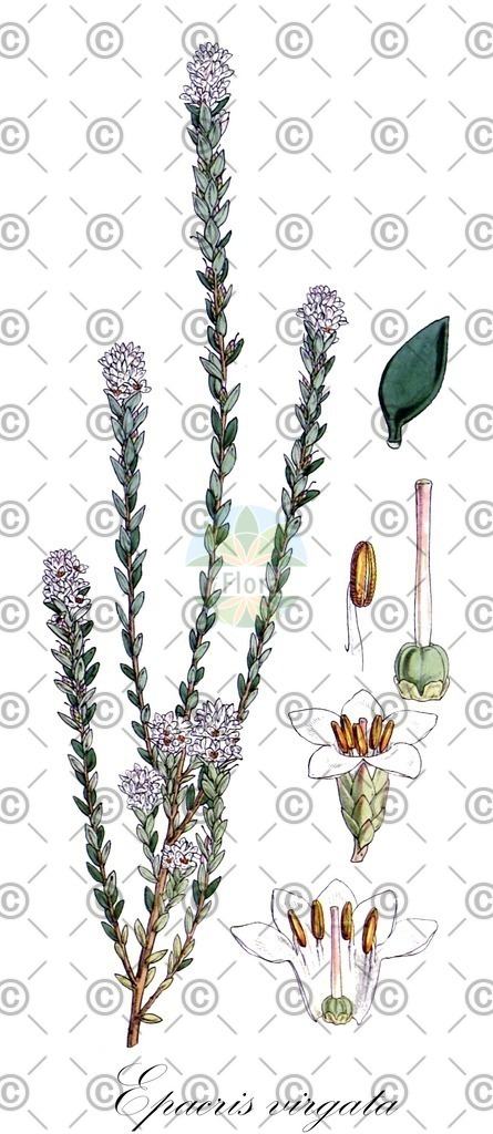 HistAbb_wfo-0000174108_1_ENZY_Simple | Historische Abbildung von Epacris virgata - Ericaceae | Historical Illustration of Epacris virgata - Ericaceae