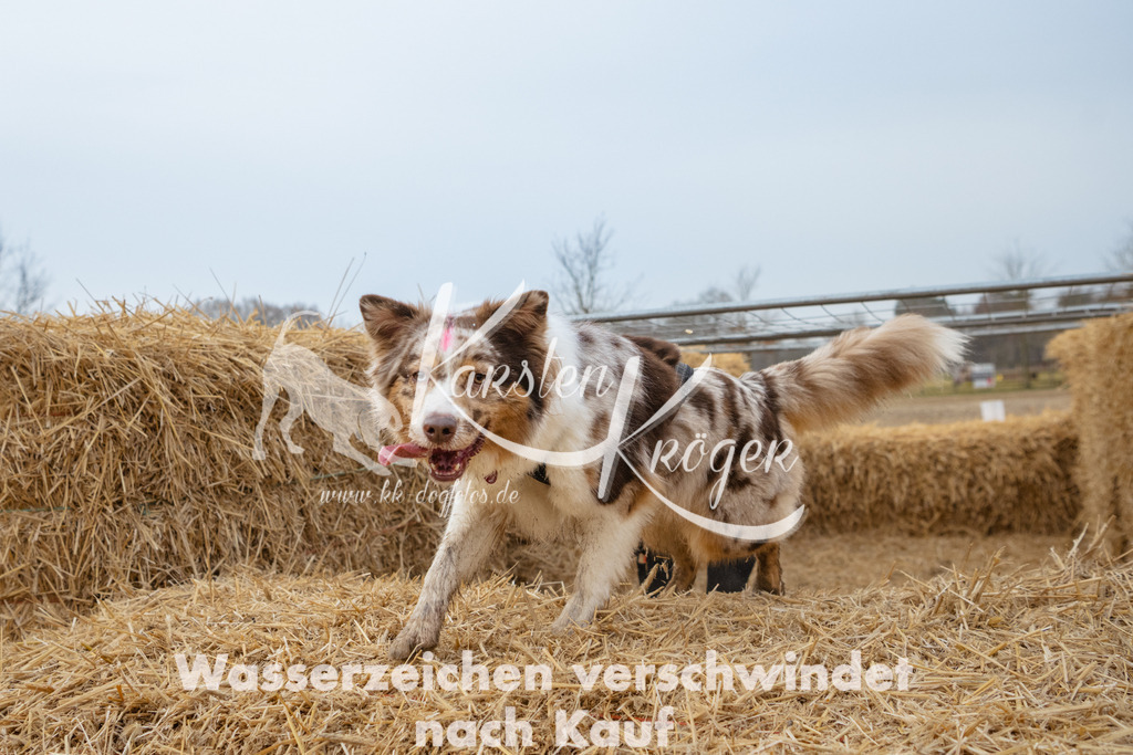 0817_ZZ92406 | kk-dogfotos