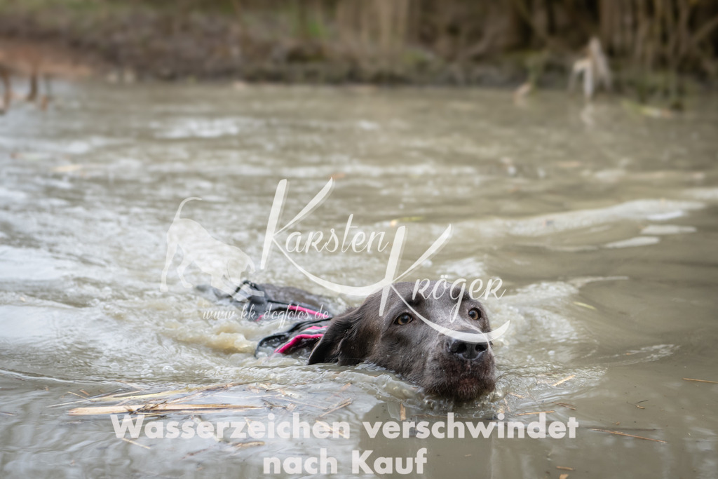 1457_ZZ91406 | kk-dogfotos
