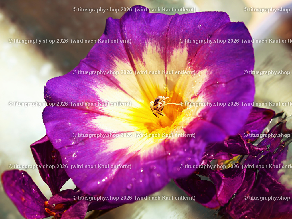 titusgraphy_P9091061_pe-04-vz-ln | titusgraphy-shop: Geschenkideen mit Qualitätsfotos. titusgraphy-shop: gift ideas with quality photos. titusgraphy-shop: idées cadeaux avec photos de qualité.  - Realisiert mit Pictrs.com