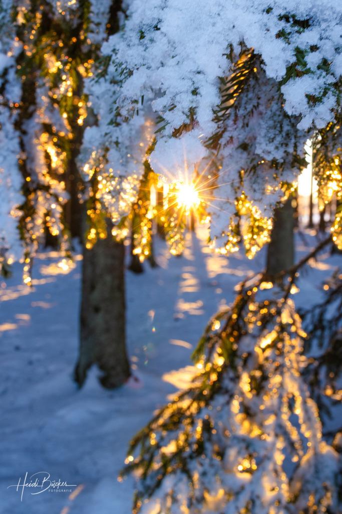Sonnenlicht im Fichtenwald | Sonnenlicht im schneebedeckten Fichtenwald - Realisiert mit Pictrs.com