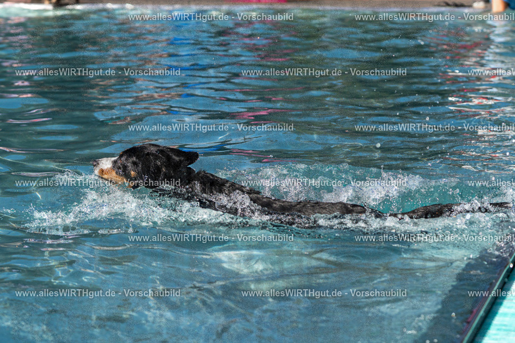 Hundeschwimmen_Volksbad_2026-allesWIRTHgut_Tierfotografie-2609061237-FAY06516 | Professionelle Tierfotografie in Mönchengladbach von Daniel Wirth (allesWIRTHgut). Liebevolle & natürliche Bilder von Hunden & Katzen für unvergessliche Erinnerungen.