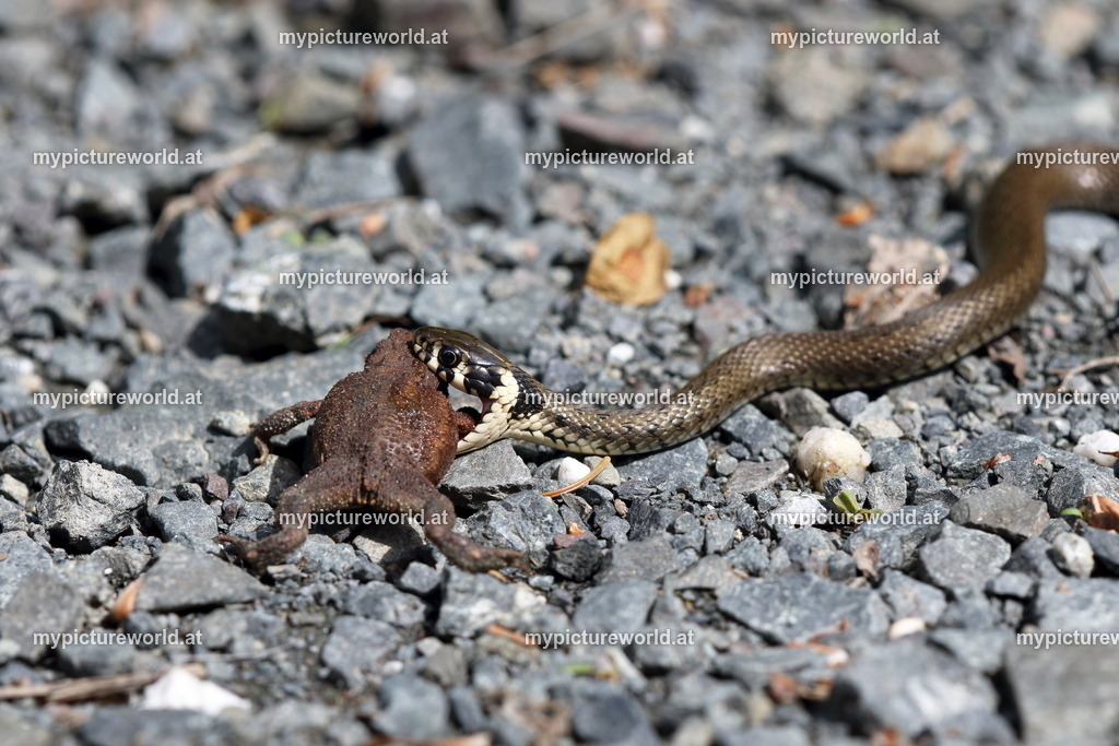 Ringelnatter-039 | Ringelnatter mit Gelbbauchunke - Realized with Pictrs.com