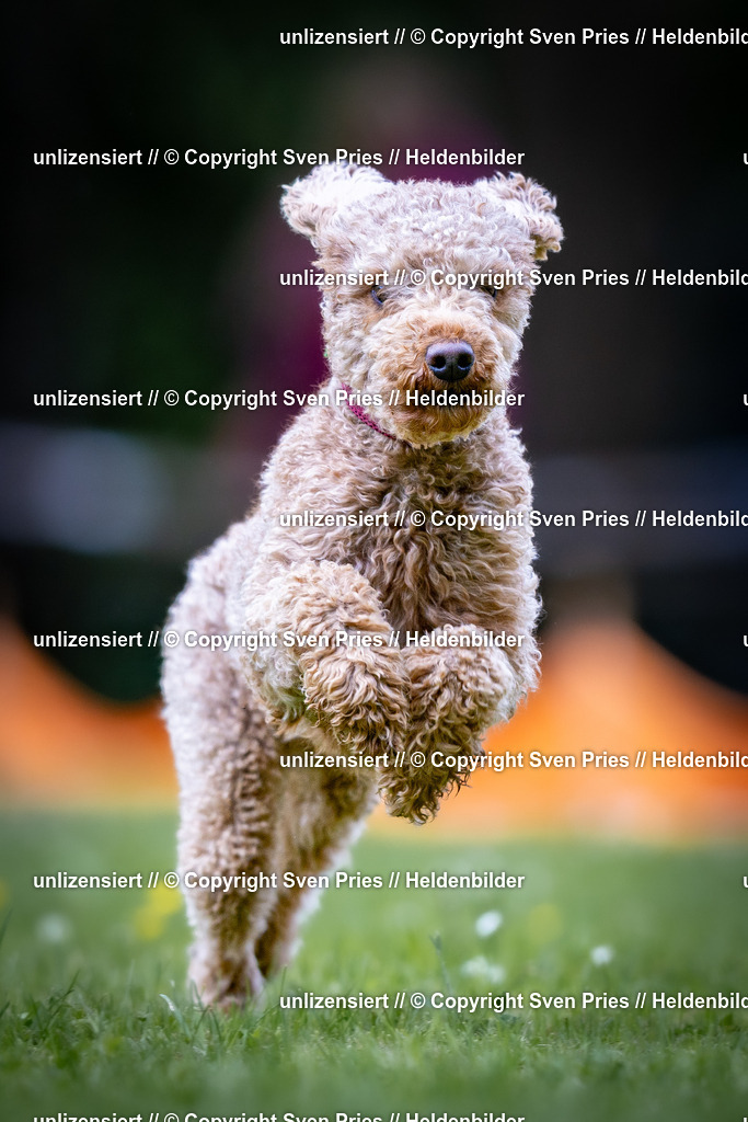 Sven Pries | 2026-05-14 - Hunderennen KA Durlach Vatertag 2026 - Realisiert mit Pictrs.com