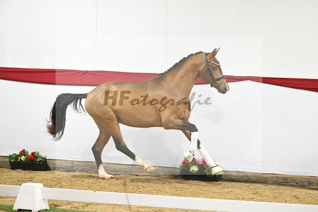 Kat-Nr. 20 v. Vaderland_Gestuet Pramwaldhof_63220597 | hf-fotografie - Realizzato con Pictrs.com