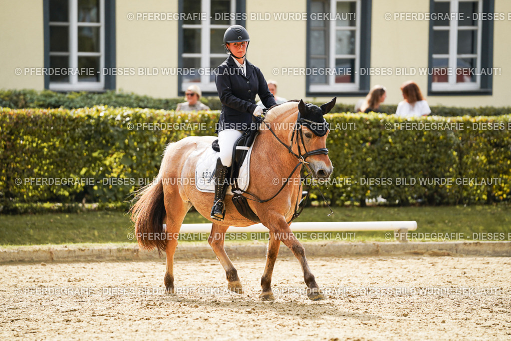 DSC01378 | Pferdegrafie