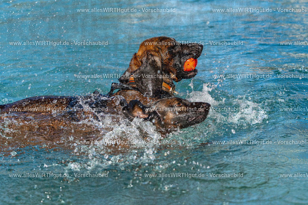 Hundeschwimmen_Volksbad_2026-allesWIRTHgut_Tierfotografie-2609061031-FAY05923 | Professionelle Tierfotografie in Mönchengladbach von Daniel Wirth (allesWIRTHgut). Liebevolle & natürliche Bilder von Hunden & Katzen für unvergessliche Erinnerungen.