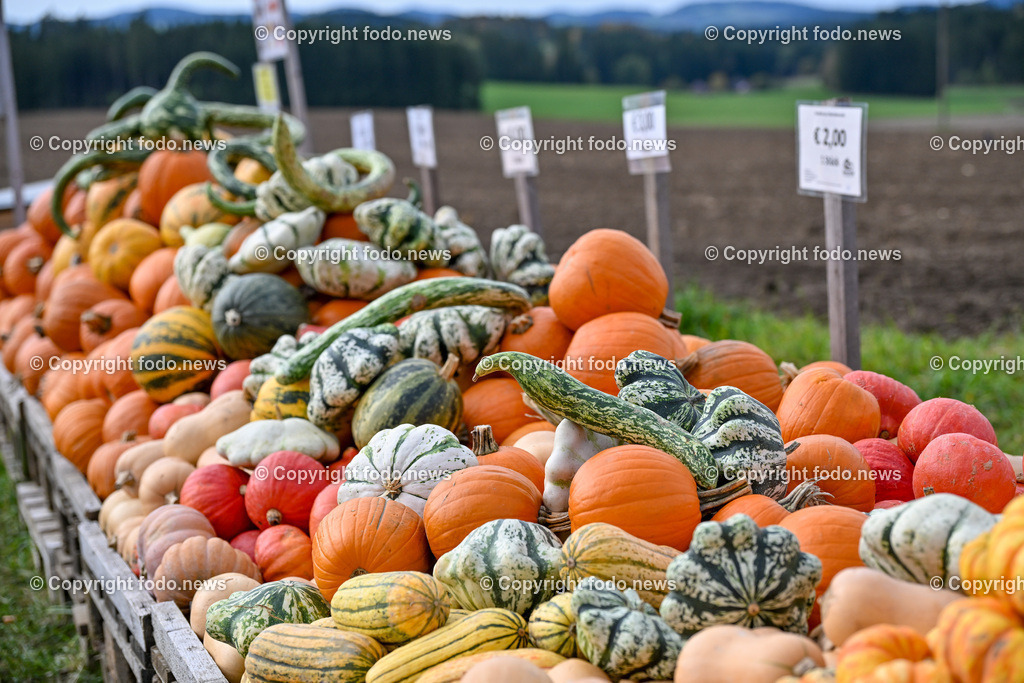Herbst_ Kuerbis_ 14.10.2024-6 | 14.10.2024, Linz, AUT, Herbst, im Bild Kuerbis, Kuerbisse, Speisekuerbis, Zierkuerbis, Verkauf, Helloween, Essen, Gemuese