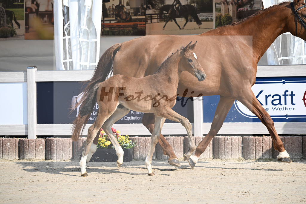 Fuerst Zonik x Vitalis_SF_Haering_12250008 | hf-fotografie - Realizzato con Pictrs.com