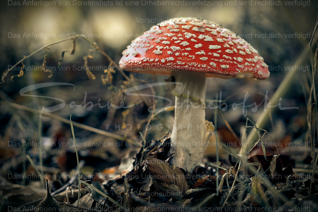 Wandbild Fliegenpilze | People- und Tierfotografie, Imageaufnahmen, Veranstaltungsfotografie und Wandbilder aus der Natur ★ Made in Germany ✔️ Druck + Downloads ✔️ Naturfotografie in Top Qualität ★ schneller Versand, weltweite Lieferung! - Realisiert mit Pictrs.com